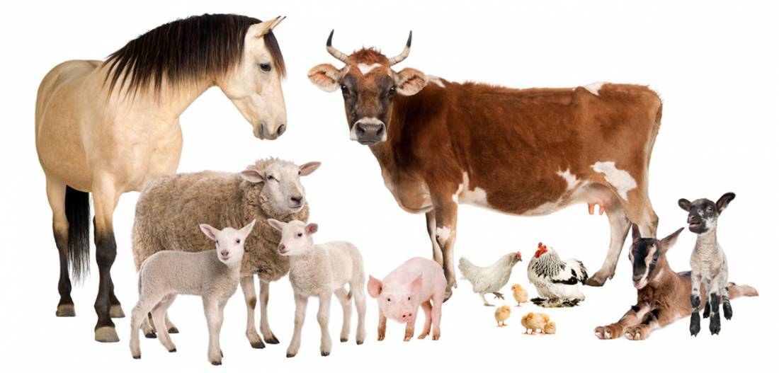 productos-naturales-para-animales productos-naturales-para-animales